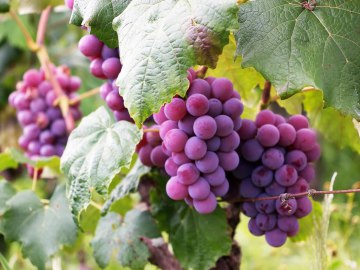 Winorośl (winogron)