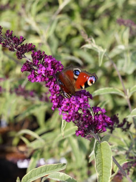 Budleja Dawida 'Harlequin'