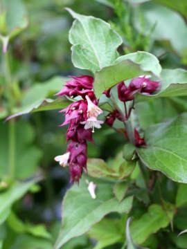 Lejcesteria piękna 'Purple Rain'