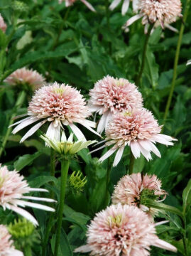 Jeżówka 'Cherry Fluff'