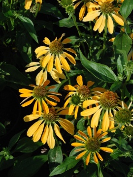 Jeżówka 'Golden Skipper'