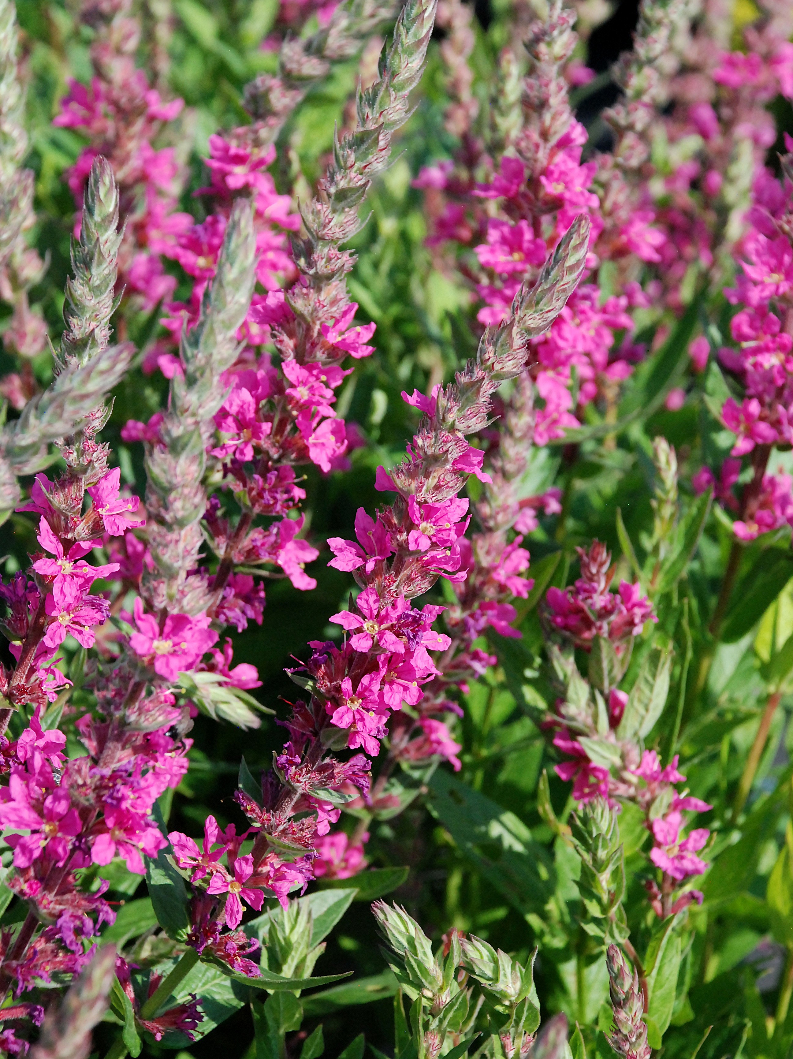 Krwawnica pospolita 'Pink Blush'