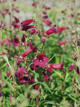 Penstemon 'Rich Ruby'