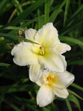 Liliowiec 'Gentle Shepherd'