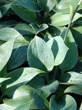 Funkia 'Canadian Blue'