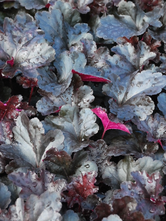 Żurawka 'Black Pearl'