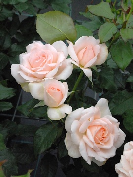 Róża wielkokwiatowa 'Chandos Beauty'