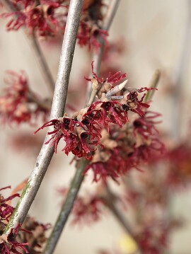 Oczar wiosenny 'Amethyst'