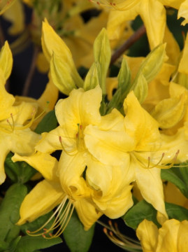 azalia-wielkokwiatowa-anneke2.jpg