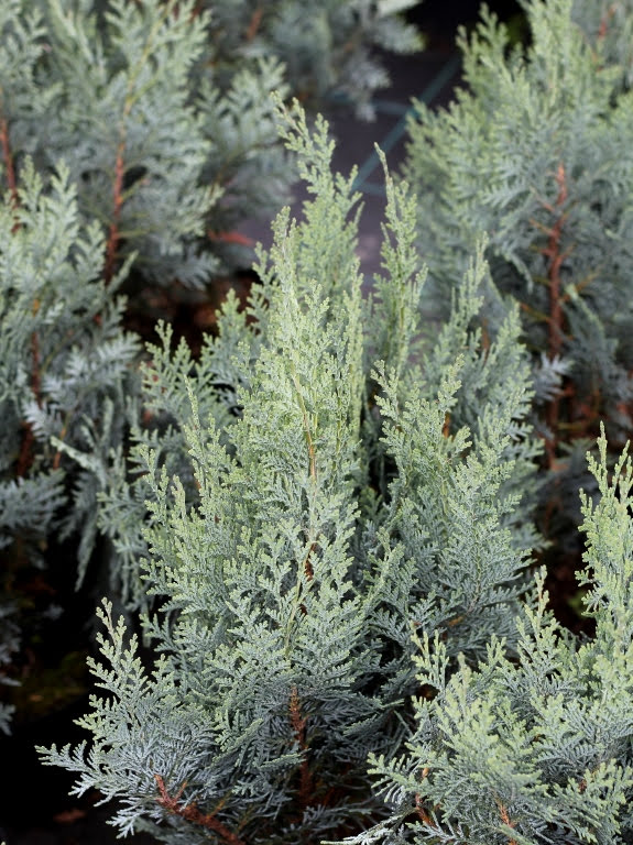 Cyprysik Lawsona 'Van Pelt's Blue'