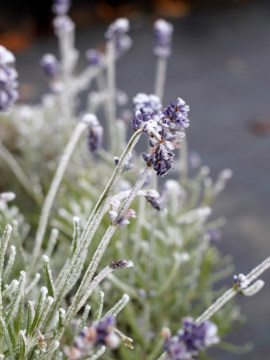 Lawenda wąskolistna 'Blue Scent' - zimą