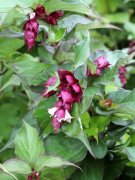 Lejcesteria piękna 'Purple Rain'