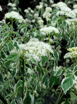 Dereń skrętolistny PINKY SPOT 'Minspot'