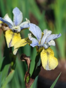 kosaciec-tipped-in-blue1.JPG