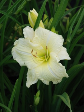 Liliowiec 'Gentle Shepherd'