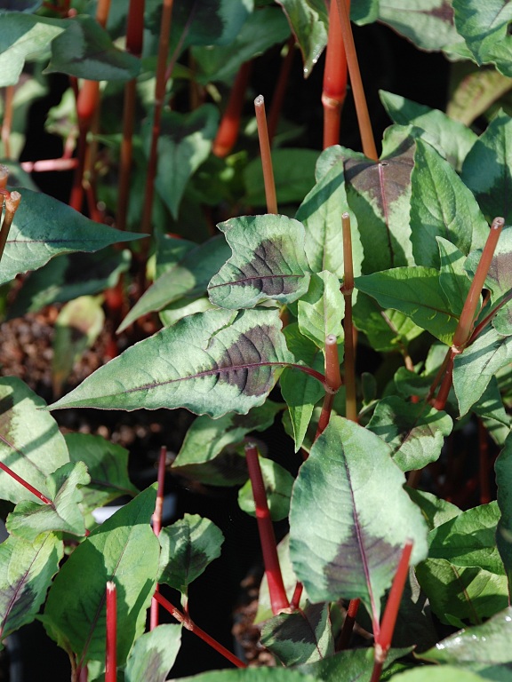 Rdest (Polygonum) bylina wieloletnia do ogrodu