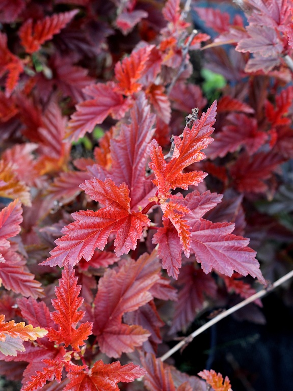 Pęcherznica kalinolistna 'Little Angel' PBR