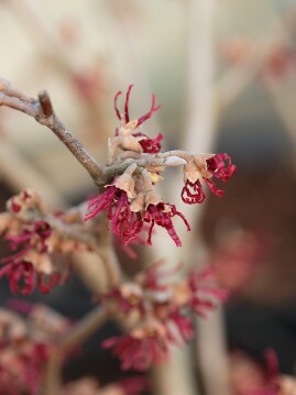 Oczar wiosenny 'Amethyst'