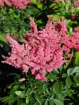 Tawułka 'Fireberry'
