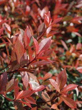 glogownik-carre-rouge-1.JPG