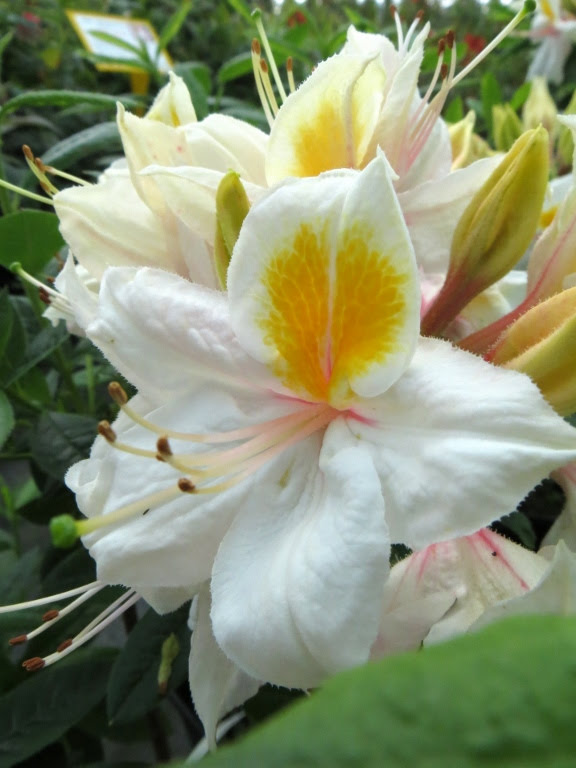  Azalia wielkokwiatowa 'Arima'