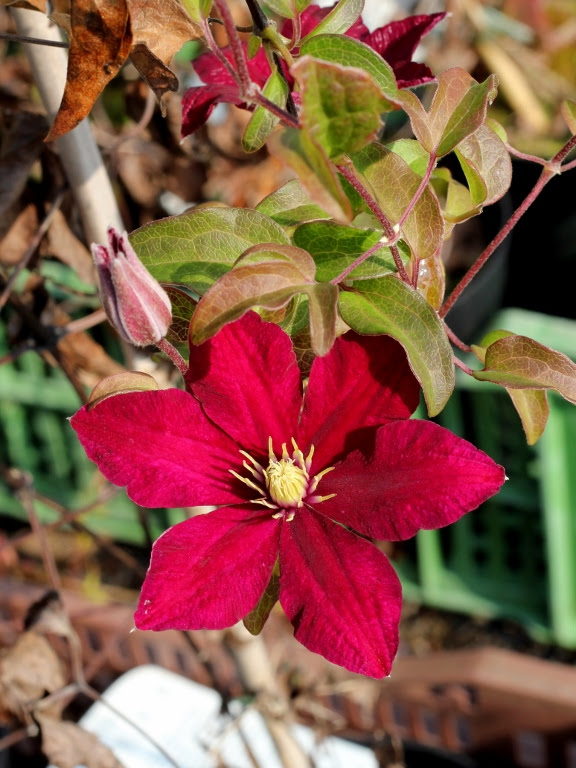 Powojnik 'Niobe'
