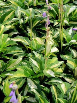 Funkia 'Lakeside Spellbinder'