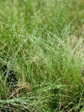 Ostnica cieniutka 'Pony Tails' wiosną