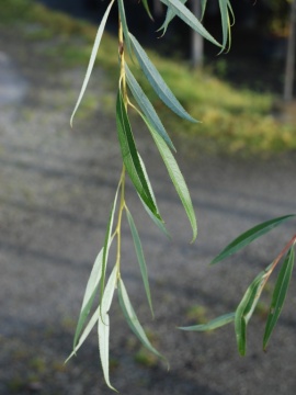 Wierzba nagrobna (płacząca) 'Chrysocoma'