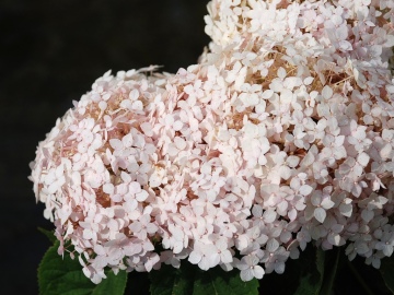 Hortensja 'Candybelle Marshmallow' PBR