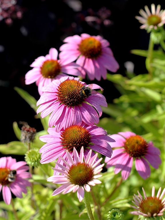 Jeżówka 'Cornetto Melon'