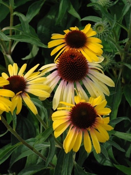 Jeżówka 'Rainbow Yellow'