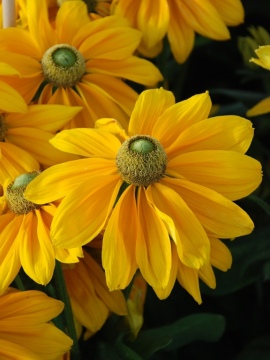 Rudbekia Sunbeckia® Ophelia