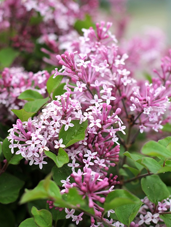 Lilak Meyera 'Palibin'