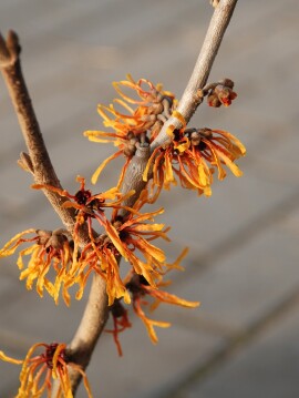 Oczar pośredni 'Orange Peel'