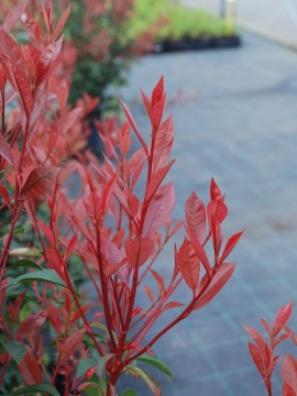 Młody przyrost głogownika Frasera 'Carré Rouge'