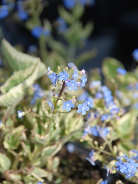 Brunera wielkolistna 'Variegata'