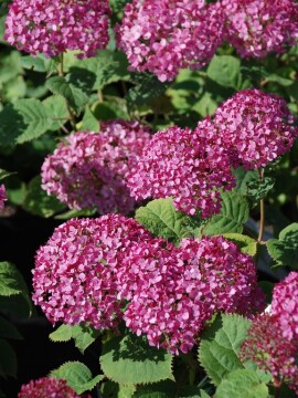 Hortensja drzewiasta BellaRagazza ® 'Mauvette'