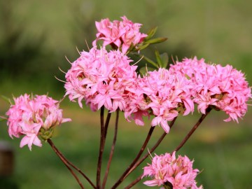 Azalia wielkokwiatowa 'Homebush'
