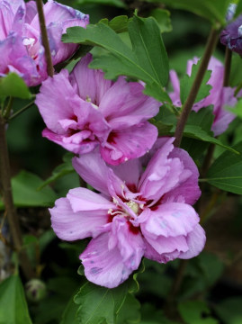 Ketmia syryjska 'Ardens'