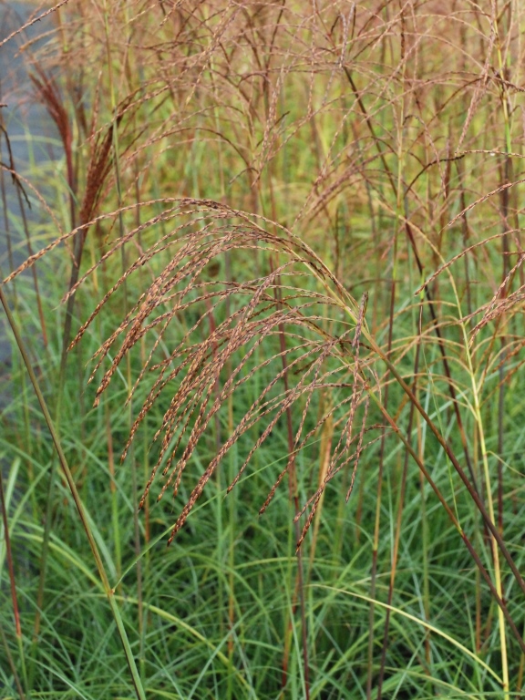 Miskant chiński 'Kleine Fontane'