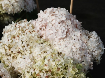Hortensja 'Candybelle Marshmallow' PBR