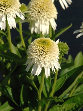 Jeżówka 'Delicious Nougat'