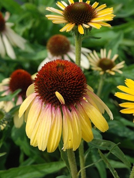 Jeżówka 'Rainbow Yellow'