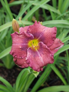  +/- poprawić	 +/- poprawić