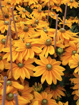 Rudbekia Sunbeckia® Ophelia