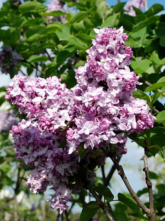 Lilak pospolity 'Katherine Havemeyer'