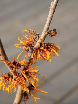 Oczar pośredni 'Orange Peel'