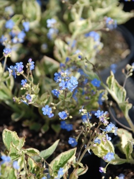 Brunera wielkolistna 'Variegata'
