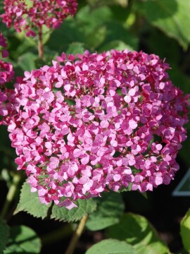 Hortensja drzewiasta BellaRagazza ® 'Mauvette'